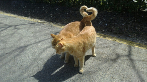 Quand nos chats peuvent passer de véritables « chaloperies » à d’énormes boules d’amour