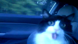 Chat excité dans la voiture