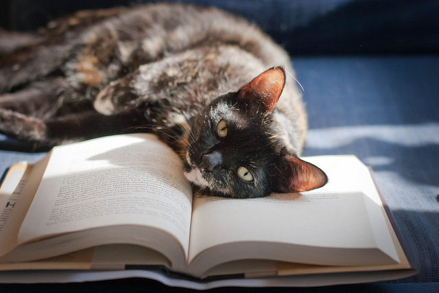 Chat allongé sur un livre