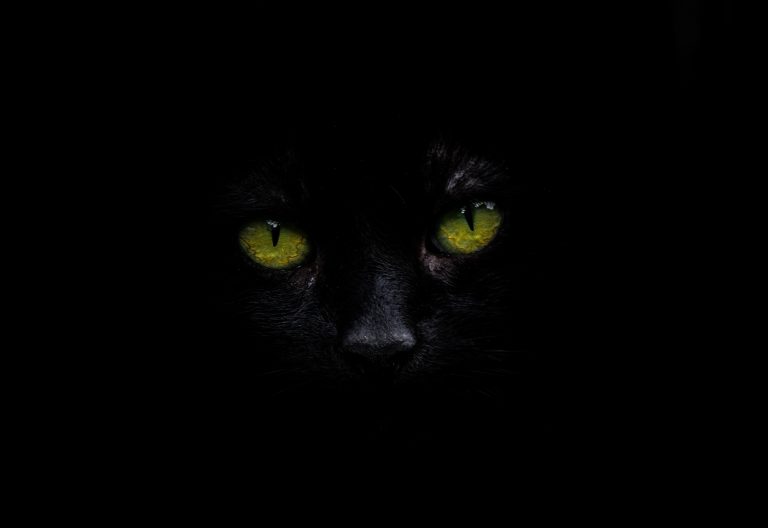 La malédiction des chats noirs
