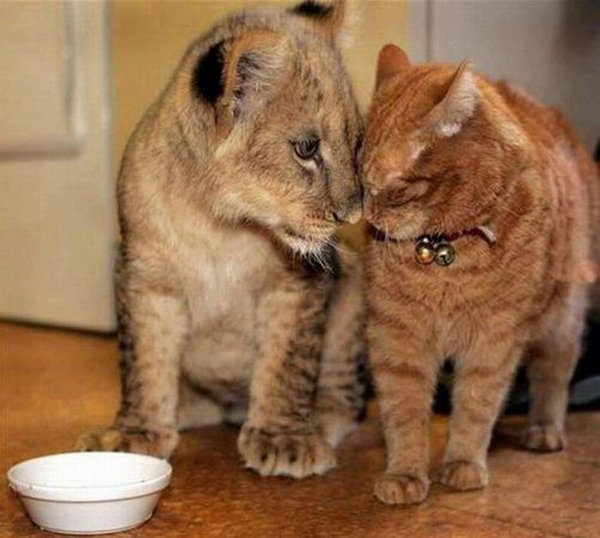 Amitié entre chat et lionceau