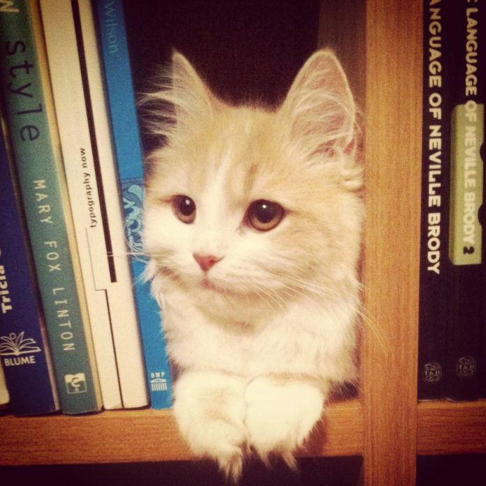 Chat dans la bibliothèque