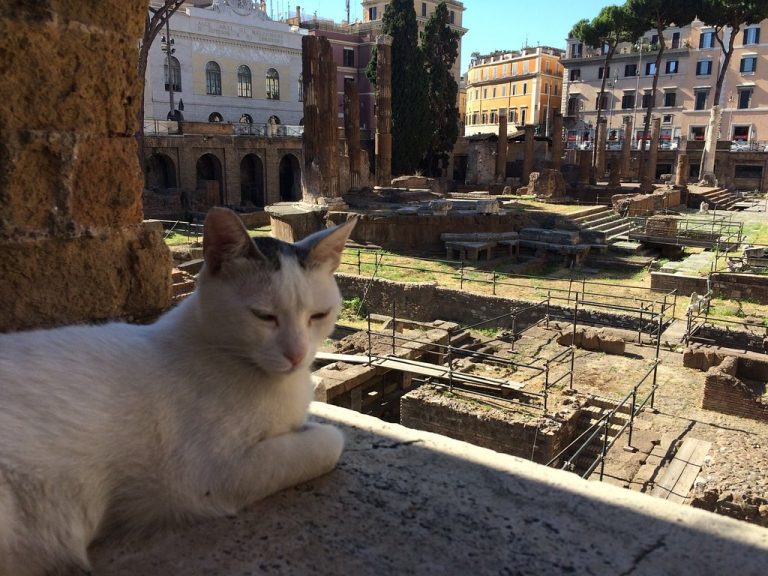 Chat part en vacances #1 : destination Rome et le sanctuaire des chats