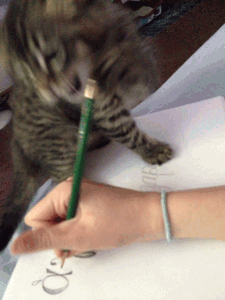 Chat mordant un crayon