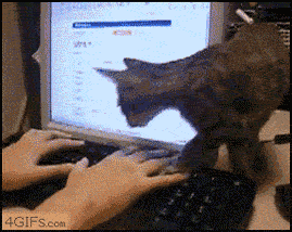 Chat s'installant sur le clavier d'ordinateur